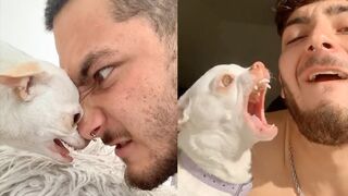 Angry Chihuahua Videos Compilation | Angry Moment of Funny Chihuahua Dog