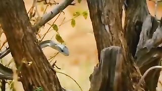 The snake bite 2