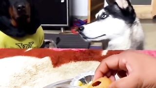 Funny Dog Viral Video 103