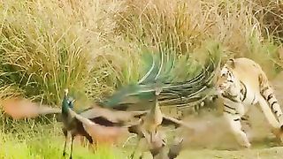 The lion attack