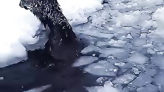 The horse and the snow