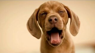 Dogs making funny and cute noises - Cute and funny dog compilation