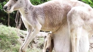 Kangaroo 4