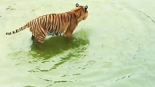 Tiger vs Duck