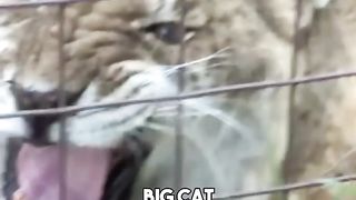 Liger - World Largest Cate
