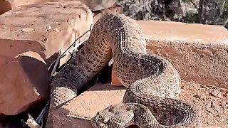 The snake hiss hiss