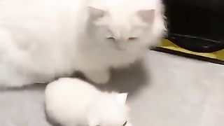 The cat is white