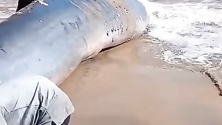 To the big fish in sea