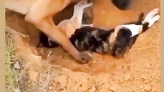 Feelings of an animal