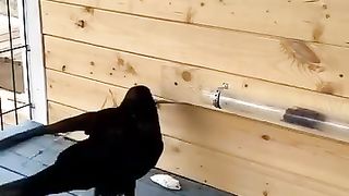 The wise crow