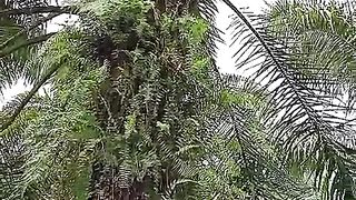 PALM PLANTATIONS