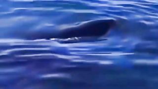 SINGA LAUT DI BURU OLEH PAUS ORCA #ajokoyen #mancing #fishing