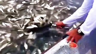 MENYEROK IKAN YANG SANGAT BANYAK #ajokoyen #mancing #fishing