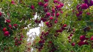 Как красиво маа шаа Аллох????