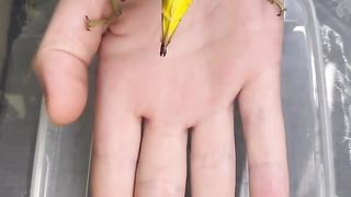 Mimicry is the most important and sophisticated form of camouflage in nature