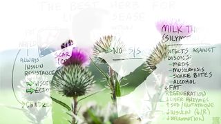 THIS Herb is the #1 Absolute BEST for liver diseases (Fatty Liver, Hepatitis and Cirrhosis)
