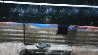 Begini Design DRAINASE kolam terpal, saat hujan deras, ikan tetap aman