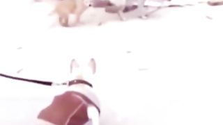 très drôle les chiens