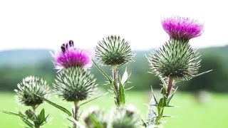 8 Benefits of Milk Thistle for the Liver