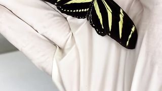 Pupae to butterfly ????????????????