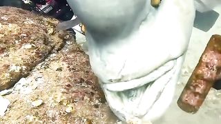 PERSAHABATAN ANTARA IKAN DAN MANUSIA #shorts #ajokoyen.