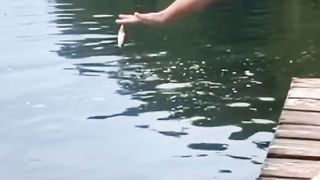 DETIK-DETIK SAMBARAN IKAN PREDATOR #mancing #vídeoviral #ajokoyen#fishing.