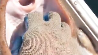 kalian tahu Ternyata ikan pari bisa juga di gelitikin #shorts #ajokoyen #fishing.