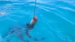 SAMBARAN IKAN KERAPU PURBA #ajokoyen #mancing #fishing.