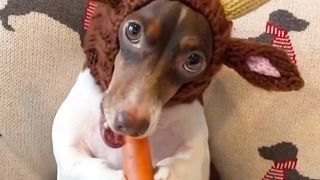 What does this dog do on New Year's Eve?