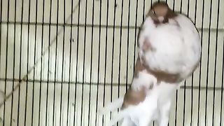Beautiful pigeon breeder pair best flying 19