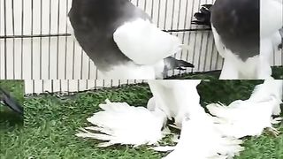Beautiful pigeon breeder pair best flying 17
