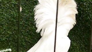 Beautiful pigeon breeder pair best flying 18