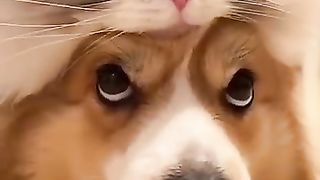 Funny_animals_2023????_-_Funniest_Cats_and_Dogs_Video????????323_#shorts(360p).