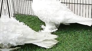 Beautiful pigeon breeder pair best