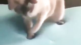 Funny_animals_2023????_-_Funniest_Cats_and_Dogs_Video????????331_#shorts(360p).