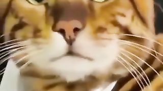 Funny_animals_2023????_-_Funniest_Cats_and_Dogs_Video????????332_#shorts(360p).