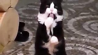 Funny_animals_2023????_-_Funniest_Cats_and_Dogs_Video????????334_#shorts(360p).