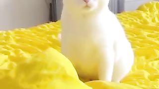 Funny_animals_2023????_-_Funniest_Cats_and_Dogs_Video????????336_#shorts(360p).