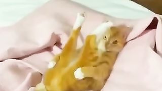 Funny_animals_2023????_-_Funniest_Cats_and_Dogs_Video????????337_#shorts(360p).