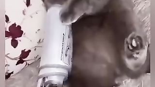 Funny_animals_2023????_-_Funniest_Cats_and_Dogs_Video????????339_#shorts(360p).