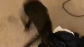 Funny_animals_2023????_-_Funniest_Cats_and_Dogs_Video????????342_#shorts(360p).