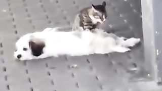 Funny_animals_2023????_-_Funniest_Cats_and_Dogs_Video????????344_#shorts(360p).