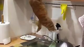 Funny_animals_2023????_-_Funniest_Cats_and_Dogs_Video????????343_#shorts(360p).