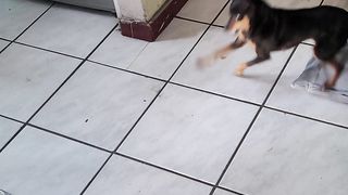 Hilariously playful min pin