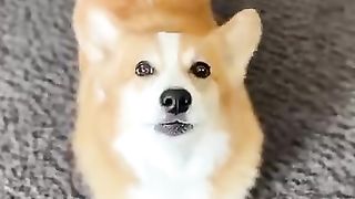 How throwing a toy affects the dog ,reach 2 million subscribers and  viewers