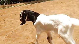 Kambing jantan