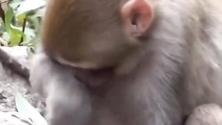 Funny Monkey Viral Video 123