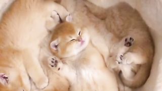 cute baby kitten