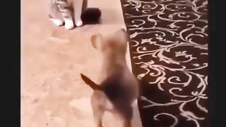 Funny action 85