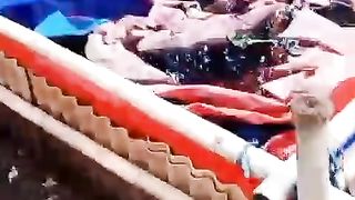 Persiapan bersih-bersih kolam untuk pemijahan kembali, mumpung banyak air
